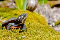 Eastern Painted Turtle Royalty Free Stock Photo