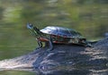 Eastern Painted Turtle in Filtered Sunlight