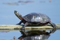 Eastern Painted Turtle on Log Royalty Free Stock Photo