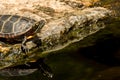 Eastern Painted Turtle Royalty Free Stock Photo