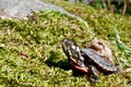 Eastern Painted Turtle and Spring Peeper Royalty Free Stock Photo