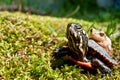 Eastern Painted Turtle and Spring Peeper Royalty Free Stock Photo