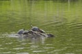 Eastern Painted Turtles Basking in a Pond