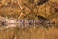 Eastern painted turtles on a log Royalty Free Stock Photo