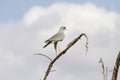 Eastern Pale Chanting Goshawk Royalty Free Stock Photo