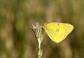 The eastern pale clouded yellow butterfly, Colias erate Royalty Free Stock Photo