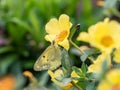 Eastern pale clouded yellow butterfly on flowers 2 Royalty Free Stock Photo