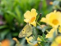 Eastern pale clouded yellow butterfly on flowers 3 Royalty Free Stock Photo