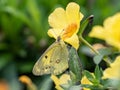 Eastern pale clouded yellow butterfly on flowers 1 Royalty Free Stock Photo