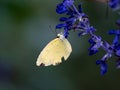 Eastern pale clouded yellow butterfly on sage flowers Royalty Free Stock Photo