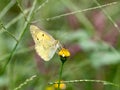 Eastern pale clouded yellow butterfly small flower 1 Royalty Free Stock Photo