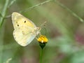 Eastern pale clouded yellow butterfly small flower 3 Royalty Free Stock Photo