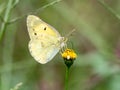 Eastern pale clouded yellow butterfly small flower 2 Royalty Free Stock Photo