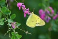 An Eastern pale clouded yellow ( Colias erate ). Lepidoptera Pieridae. Royalty Free Stock Photo