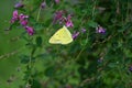 An Eastern pale clouded yellow ( Colias erate ). Lepidoptera Pieridae. Royalty Free Stock Photo