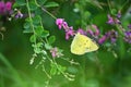 An Eastern pale clouded yellow ( Colias erate ). Lepidoptera Pieridae. Royalty Free Stock Photo