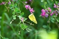 An Eastern pale clouded yellow ( Colias erate ). Lepidoptera Pieridae. Royalty Free Stock Photo