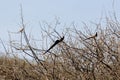 Eastern Paradise Whydah bird Vidua paradisaea in a shrub