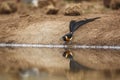 Eastern Paradise-Whydah in Kruger National park, South Africa