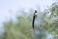 Eastern Paradise-Whydah in Kruger National park, South Africa