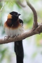 Eastern paradise whydah