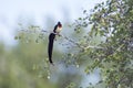 Eastern Paradise-Whydah in Kruger National park, South Africa