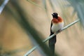 Eastern paradise-whydah Royalty Free Stock Photo