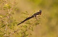 An Eastern Paradise Wydhah in breeding plumage