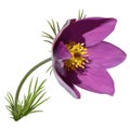 Eastern pasqueflower Royalty Free Stock Photo