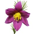 Eastern pasqueflower Royalty Free Stock Photo