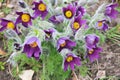 Eastern pasqueflower Royalty Free Stock Photo