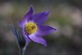 Eastern pasqueflower