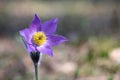 Eastern pasqueflower Royalty Free Stock Photo