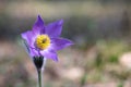 Eastern pasqueflower