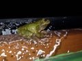 An eastern peepers chilling at the pool. Taking a night dip
