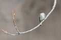 Eastern Phoebe on Cottonwood