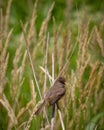 Eastern Phoebe along the Road