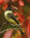 Eastern Phoebe Royalty Free Stock Photo