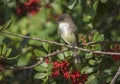 Eastern Phoebe Perched in a Brazilian Pepper Tree