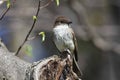 Eastern Phoebe Royalty Free Stock Photo