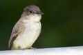 Eastern Phoebe Royalty Free Stock Photo