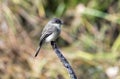 Eastern Phoebe songbird perched on a branch