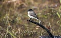 Eastern Phoebe songbird perched over a pond