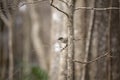 Eastern Phoebe Taking Flight Royalty Free Stock Photo