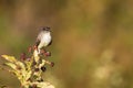 Eastern Phoebe Royalty Free Stock Photo