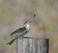 Eastern phoebe (Sayornis phoebe) with a brown winter grasshopper (Amblytropidia mysteca), tossing in air