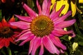 Eastern Pink Coneflower Blooming Macro Royalty Free Stock Photo