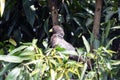 Eastern plaintain eater, Uganda Royalty Free Stock Photo