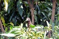 Eastern plaintain eater, Uganda Royalty Free Stock Photo