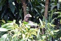 Eastern plaintain eater, Uganda Royalty Free Stock Photo